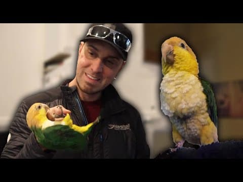 Caique Parrot Personality Traits | Must Knows About the Caique Parrot thumbnail