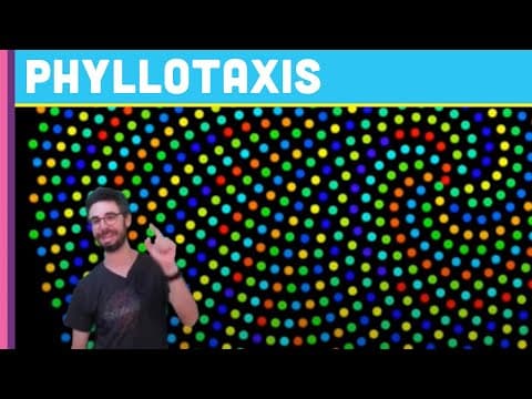 What Is Phyllotaxis and How to Create It with Code? thumbnail
