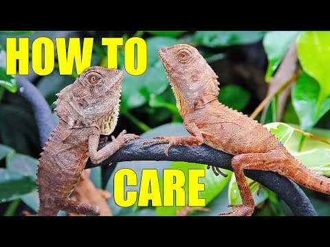 Baby Boyd's Forest Dragon CARE! thumbnail