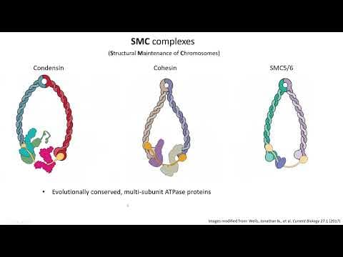 SMC complexes molecular motors which shape genomes of all life thumbnail