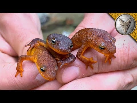 What Makes California Newts One of the Most Toxic Amphibians? thumbnail