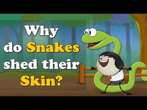 Why do Snakes shed their Skin? + more videos | #aumsum #kids #science #education #children thumbnail