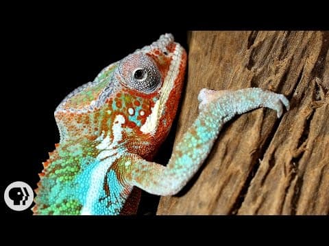 Nature's Mood Rings: How Chameleons Really Change Color | Deep Look thumbnail