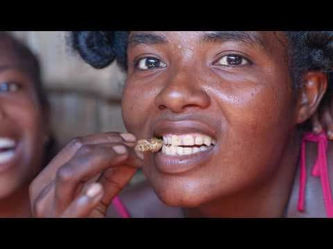 How Edible Insects Can Combat Malnutrition in Madagascar thumbnail