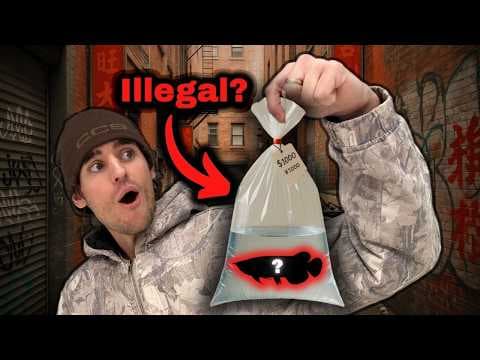 I Visited *Illegal* Aquarium Stores in New York City thumbnail