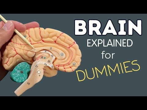 The Brain Explained for Dummies I Anatomy thumbnail