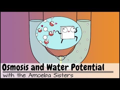 Osmosis and Water Potential (Updated) thumbnail