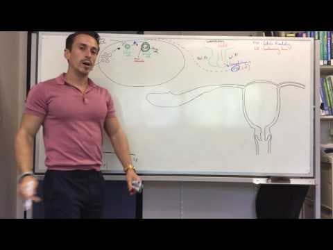 Female reproductive cycle (menstruation) thumbnail