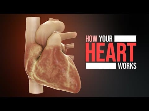 How the Heart Works (Animation) thumbnail