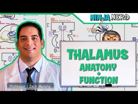What Is the Thalamus and Its Major Functions in the Brain? thumbnail