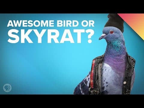 Why Does Everyone Hate Pigeons? thumbnail