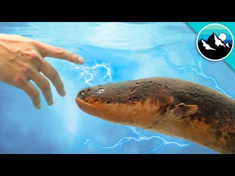What Happens When You Touch an Electric Eel? thumbnail
