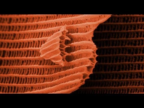 THIS IS A BUTTERFLY! (Scanning Electron Microscope) - Part 2 - Smarter Every Day 105 thumbnail