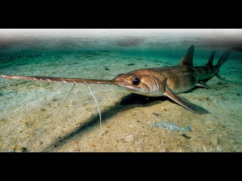 10 Most Rare Shark Species Hidden in The Ocean! thumbnail