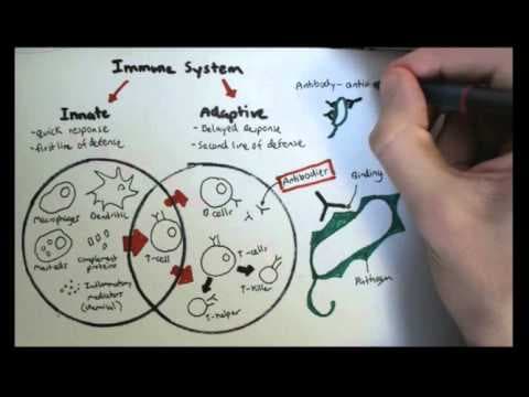Immunology Overview thumbnail