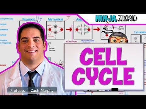 Cell Biology | Cell Cycle: Interphase & Mitosis thumbnail