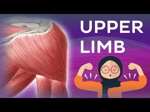 FULL VIDEO: Main muscles of the upper limb - Human Anatomy | Kenhub thumbnail