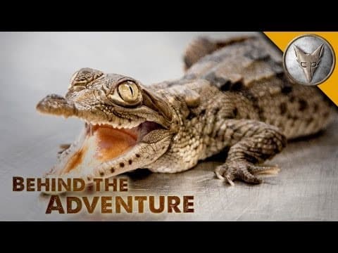 How Do Baby American Crocodiles Contribute to Conservation? thumbnail