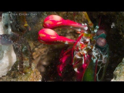 What Makes the Mantis Shrimp's Punch So Powerful? thumbnail