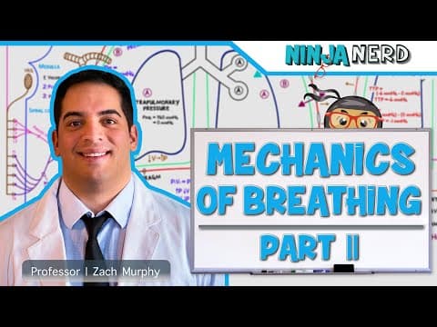 How Does Inspiration Increase Thoracic Volume? thumbnail
