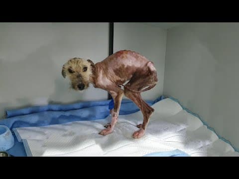This Purely Starved Puppy Wags Her Tail To Allow To Live in An Elderly Lady Yard! thumbnail