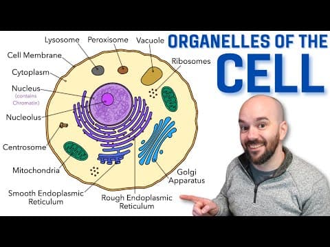 Cell Organelles - Explained in a way that finally makes sense! thumbnail
