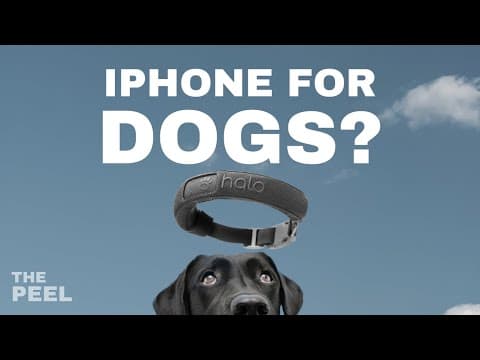 Selling $100 Million in Dog Collars | Ken Ehrman (Co-founder, Halo Collar) thumbnail