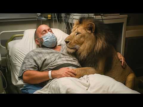 The Lion Visits His Dying Benefactor, What Happens Next Is Unbelievable thumbnail