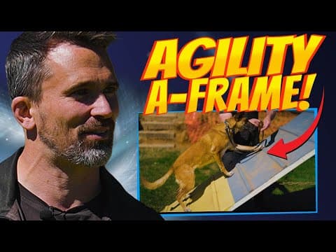 EASY A-Frame Agility Training for Dogs! thumbnail