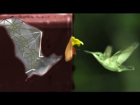 BAT Flight vs BIRDS, with SLOWMO, robots, swimming and treadmills - Smarter Every Day 87 thumbnail