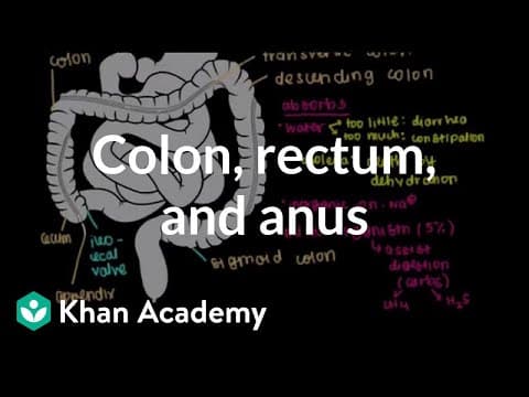 Colon, rectum, and anus | Gastrointestinal system physiology | NCLEX-RN | Khan Academy thumbnail