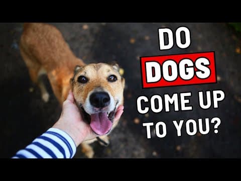 Do Random Dogs Often Come up to You? Here Is Why! thumbnail