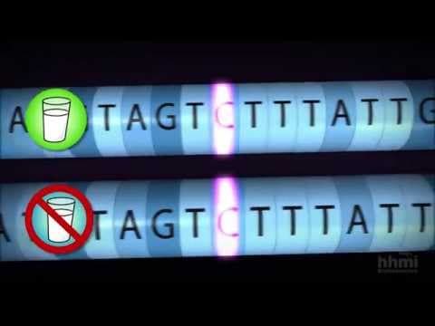 The Evolution of Lactose Tolerance — HHMI BioInteractive Video thumbnail