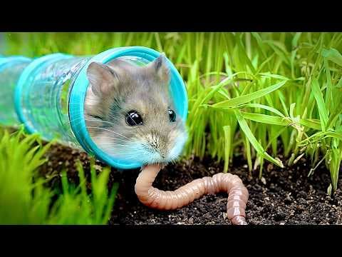 Can a Hamster Survive in the Wild? thumbnail