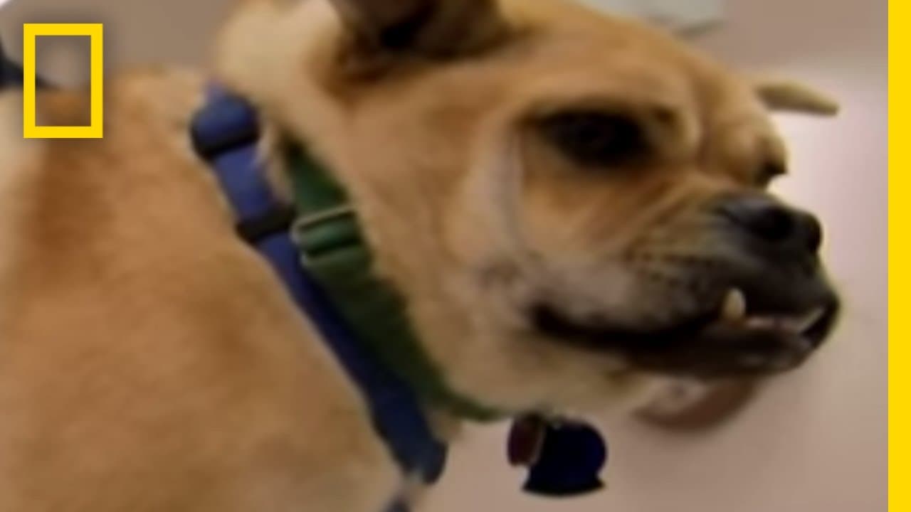 YouTube video player
