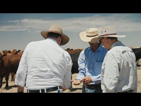 Wrangling cows in the Outback thumbnail