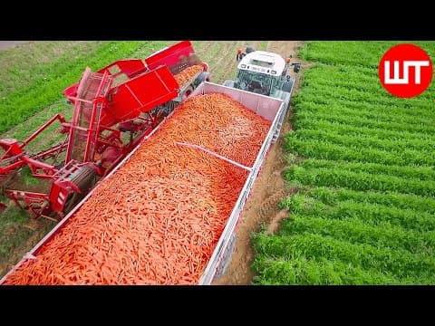 How Carrots are Harvested & Processed | Modern Carrot Processing Technology | Food Factory thumbnail