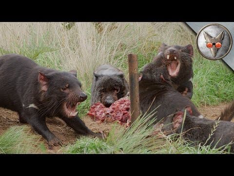 Tasmanian Devil Feeding Frenzy! - in VR180! thumbnail
