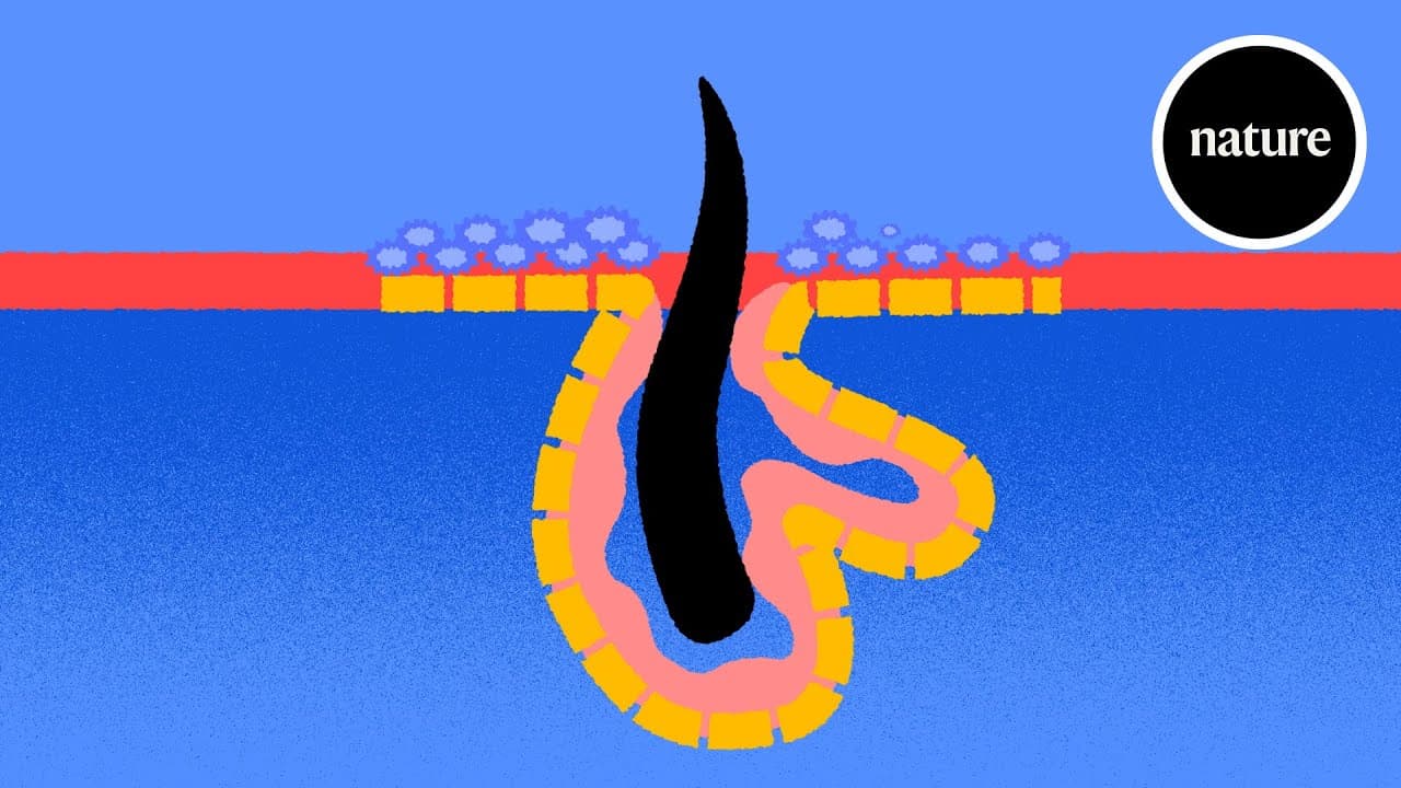 YouTube video player