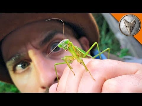 What Are the Unique Features of Praying Mantises? thumbnail