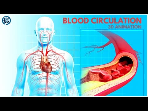 Cardiovascular System Overview| Circulatory Function 3D Animation thumbnail