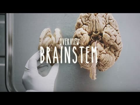 Neuroanatomy S1 E3: Overview of the Brainstem #neuroanatomy #brainstem #medicine thumbnail