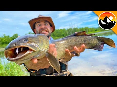 Ancient Fish has NEEDLE LIKE Teeth! thumbnail