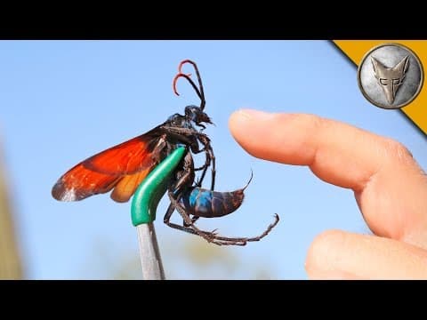What Does a Tarantula Hawk Sting Feel Like? thumbnail