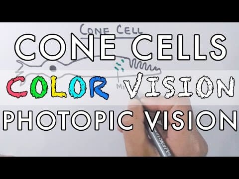 Cone Cells and the Color Vision thumbnail