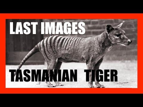 The Last Images of the Tasmanian Tiger | [OFFICE HOURS] #006 Highlight thumbnail