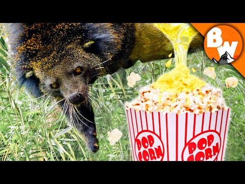 Why Does Bearcat Urine Smell Like Popcorn? thumbnail