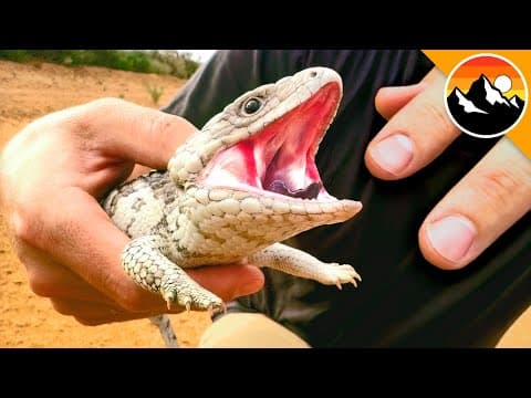 What Should You Know About Shingleback Lizards? thumbnail