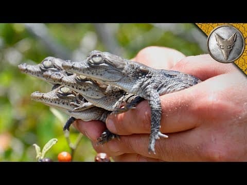 How to Find and Tag Baby Crocodiles for Conservation thumbnail