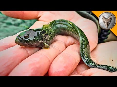 Exploring for Sea Creatures! thumbnail